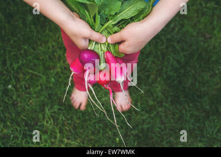 Overhead view of a boy holding a bunch of freshly picked radishes Stock Photo