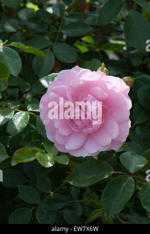 Flower Carpet Pink standard rose Stock Photo