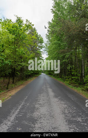 Empty straight dark forest asphalt road going to the distance, autumn ...