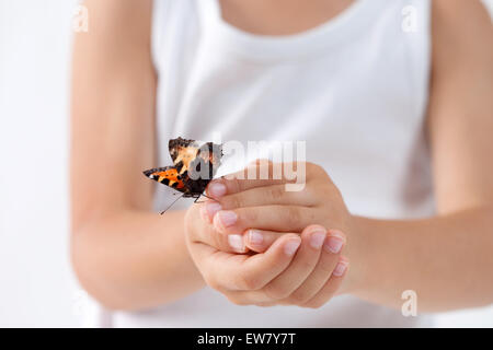 Little boy, holding butterfly, studio shot, isolated white background, focus on butterfly Stock Photo