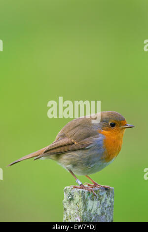 Ringed European robin (Erithacus rubecula) perched on fence post Stock Photo