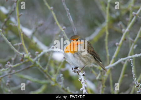 European robin (Erithacus rubecula) perched in bush with fluffed up feathers in the cold in winter Stock Photo