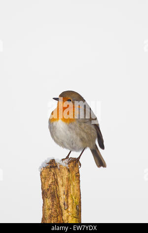 European robin (Erithacus rubecula) perched on fence post with fluffed up feathers in the cold in winter Stock Photo