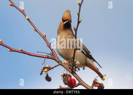 Bohemian waxwing (Bombycilla garrulus) perched in crabapple / European crab apple tree (Malus sylvestris) in spring Stock Photo