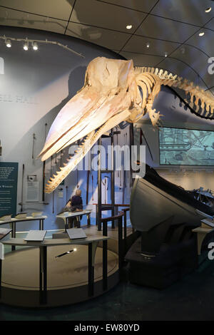 Sperm whale skeleton, tourist, Nantucket Whaling Museum, Nantucket, Massachusetts Stock Photo