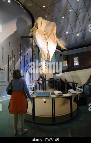 Sperm whale skeleton, tourist, Nantucket Whaling Museum, Nantucket, Massachusetts Stock Photo