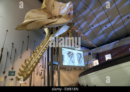 Sperm whale skeleton, Nantucket Whaling Museum, Nantucket, Massachusetts Stock Photo