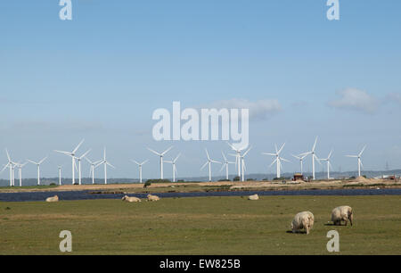 Sheep graze in front of wind turbines in an onshore wind farm on Romney Marsh, Kent, UK Stock Photo