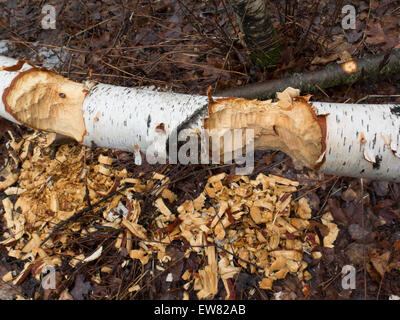 Beaver damage to a birch tree a with chips from tree on ground. Stock Photo