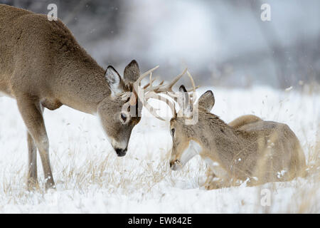 A young white-tailed buck (Odocoileus virginianus) is less interested in sparring than his older companion, Northern Rockies Stock Photo