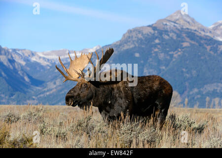 A bull moose (Alces alces) in the sage flats of Grand Teton National Park, Wyoming Stock Photo