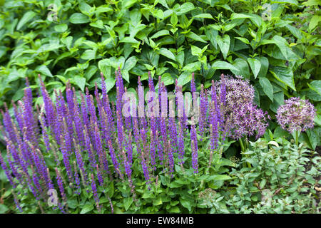 Linaria purpurea. Purple toadflax flower Stock Photo