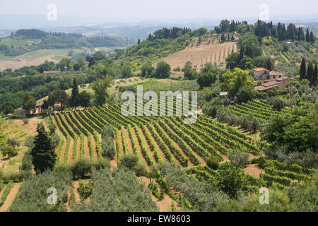 Vineyards, grapes growing in a typical Tuscany scene. The region is  famous for excellent local wine, including chianti, here vi Stock Photo