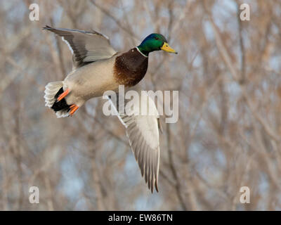 Flying Drake Mallard Stock Photo