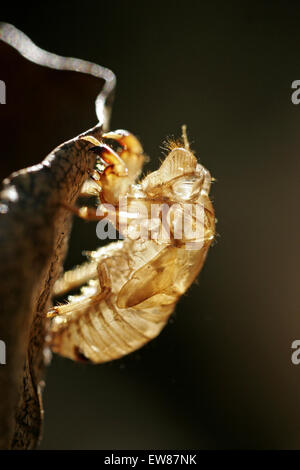 Cicada molted skin, backlit, close-up Stock Photo