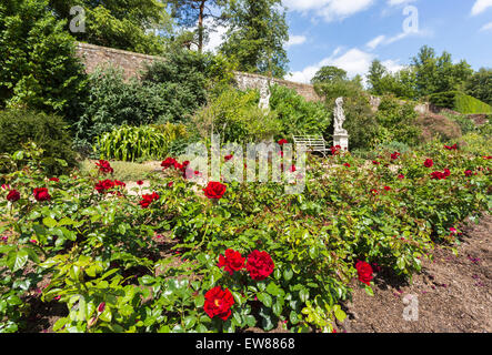 Red floribunda roses 'Frensham' in a border in Mrs Greville's Garden, Polesden Lacey, Great Bookham, Surrey, UK Stock Photo