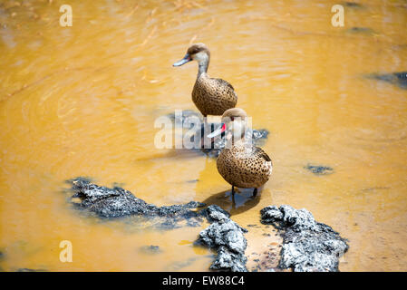 Pair of white cheeked pintail ducks on Isabela Island in the Galapagos Islands in Ecuador Stock Photo