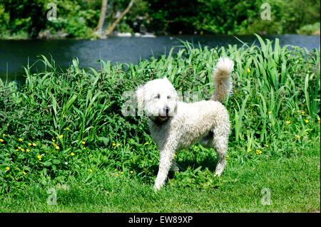 Australian Labradoodle walking in the park.Labradoodle is a crossbred dog created by crossing the Labrador Retriever and poodle Stock Photo
