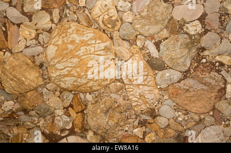 Leesburg conglomerate rock, sedimentary polymictic conglomerate , Leesburg , Virginia Stock Photo