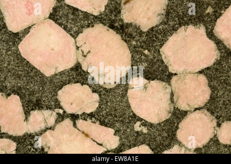 Porphyry,  igneous rock, feldspar phenocrysts in mafic matrix, Australia, show two different stages of cooling