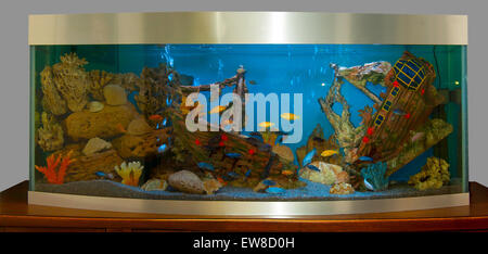 Aquarium yellow fish (Labidochromis caeruleus). Stock Photo