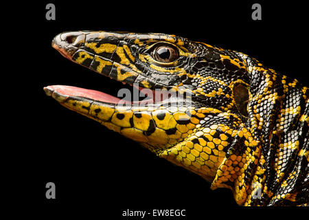 Gold Tegu (Tupinambis teguixin), Whiptail family (Teiidae), Amazon rainforest, Yasuni National Park, Ecuador Stock Photo