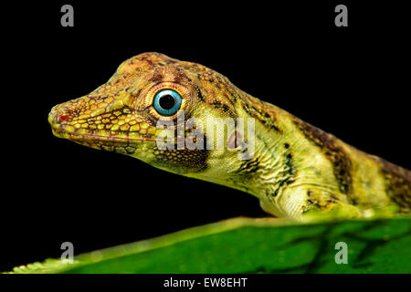 Female Banded Tree-Anole lizard (Anolis transversalis), Amazon rainforest, Yasuni National Park, Ecuador Stock Photo
