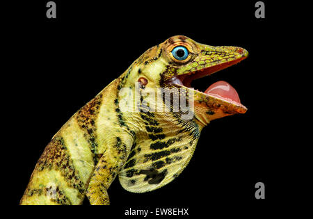 Female Banded Tree-Anole lizard (Anolis transversalis), Amazon rainforest, Yasuni National Park, Ecuador Stock Photo