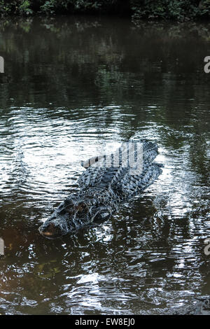 Alligator found in the Bolivian Amazon Rainforest. Caiman (Caimaninae) at Madidi National Park, Bolivia Stock Photo