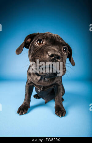 Black Staffordshire Bull Terrier puppy on blue background Stock Photo