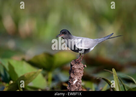 Black tern, Chlidonias niger, single bird by water, Romania, May 2015 Stock Photo