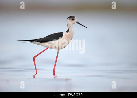 Black-winged stilt, Himantopus himantopus, single bird in water, Romania, May 2015 Stock Photo