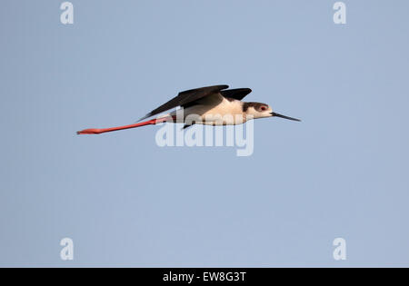 Black-winged stilt, Himantopus himantopus, single bird in flight, Romania, May 2015 Stock Photo