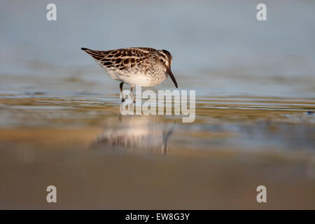 Broad-billed sandpiper, Limicola falcinellus, single bird in water, Romania, May 2015 Stock Photo