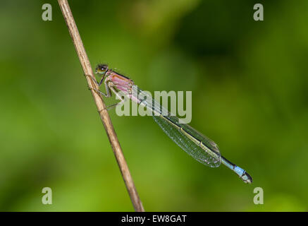 Female blue tailed damselfly rufens red thorax form Stock Photo