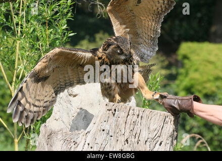 Spunky Eurasian eagle owl (Bubo bubo) with a bird handler at Avifauna Bird Zoo, bird of prey demonstration and raptor show Stock Photo