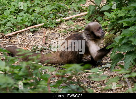 Macaco-prego-do-peito-amarelo (Cebus apella xanthosternos) - Ambientebrasil  - Ambientes