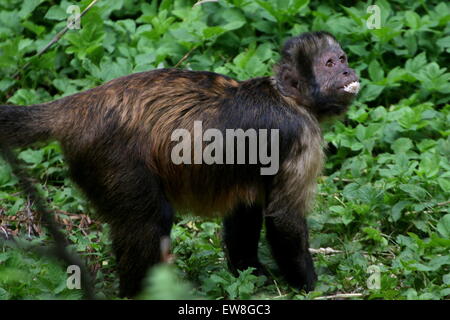 Macaco-prego-do-peito-amarelo (Cebus apella xanthosternos) - Ambientebrasil  - Ambientes