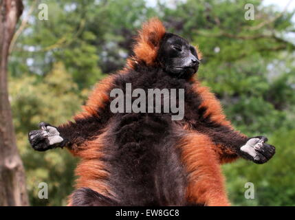 Sun-bathing Madagascan red ruffed Lemur (Varecia variegata rubra) taking it easy Stock Photo