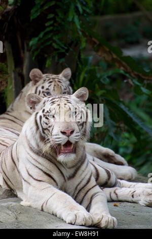 Singapore Zoo white tiger blue eyes Stock Photo - Alamy