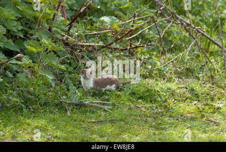 Adult weasel in countryside Stock Photo