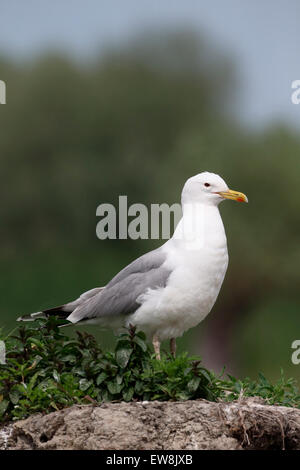 Caspian gull, Larus cachinnans, single bird by water, Romania, May 2015 Stock Photo