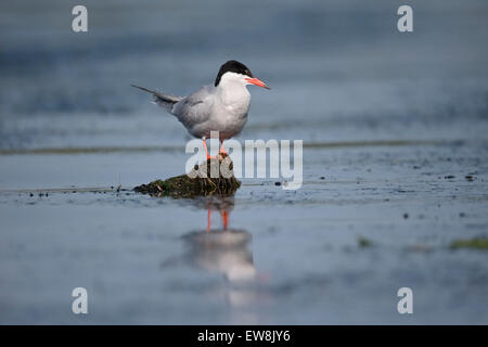 Common tern, Sterna hirundo, single bird by water, Romania, May 2015 Stock Photo