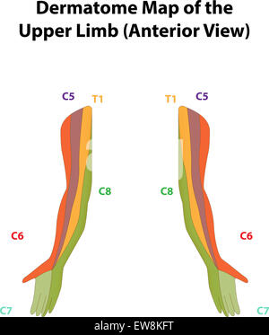 Dermatome Map of the Upper Limb Stock Photo