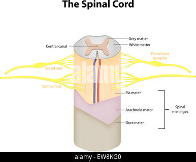 The Spinal Cord Labeled Diagram Stock Photo