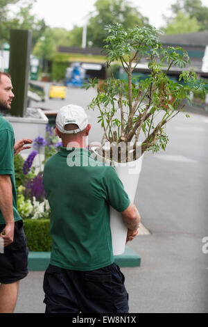 Wimbledon London,UK. 20th June 2015. Ground staff apply finishing touches as preparations continue before the start of the 2015 Wimbledon Tennis Championships Stock Photo