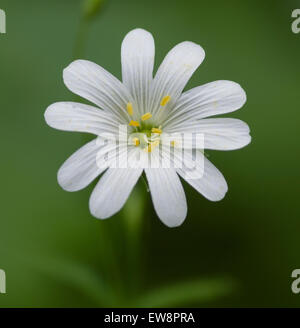 Stellaria holostea stitchwort white flower greater Stock Photo