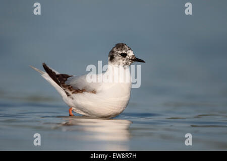 Little gull, Larus minutus, single bird in water, Romania, May 2015 Stock Photo