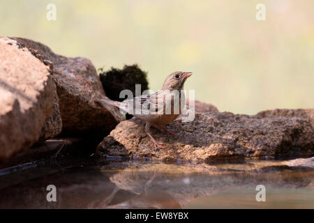 Ortolan bunting, Emberiza hortulana, single bird by water, Romania, May 2015 Stock Photo