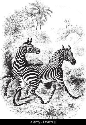 Two Zebras running in forest, vintage engraved illustration. Animaux Sauvages et Domestiques - For kids - 1892. Stock Vector